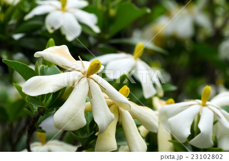 クチナシの花 23102802