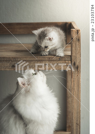 Cute kitten playing with mother Cute kitten playing with mother 23103784