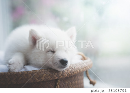 Cute white puppy sleeping on wicker bed 23103791