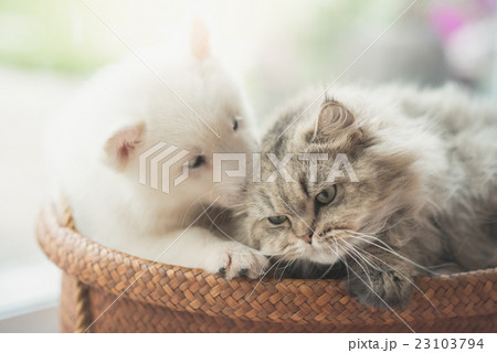 Cute siberian husky and persian cat lying 23103794