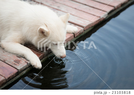 White siberian husky puppy lying and drinking White siberian husky puppy lying and drinking 23103818
