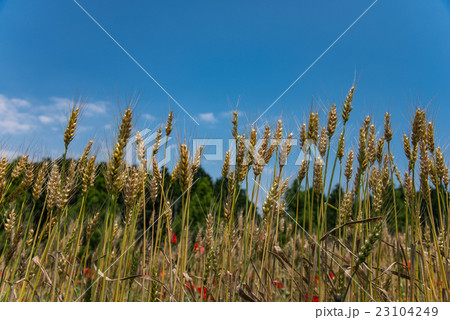 青山高原の麦畑 青山高原の麦畑 23104249