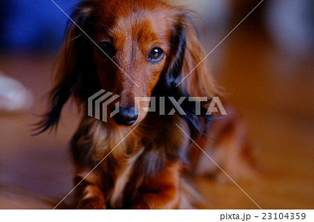 犬 ドイツダックス マホガニーレッドの写真素材