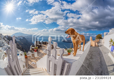 Dog on the wall, Santorini island in Greece Dog on the wall, Santorini island in Greece 23104414