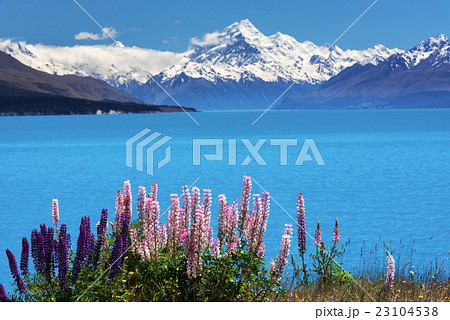 Lupines on the shore of Mt.Cook, New Zealand Lupines on the shore of Mt.Cook, New Zealand 23104538