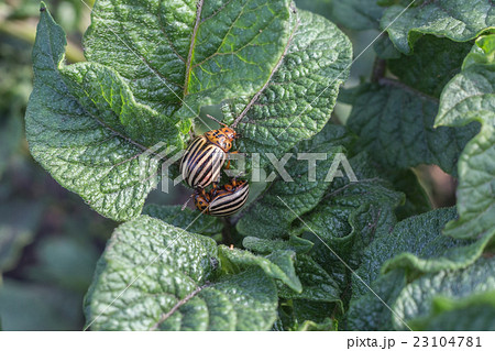 Colorado beetles Colorado beetles 23104781