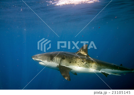 Great White shark ready to attack underwater 23105145