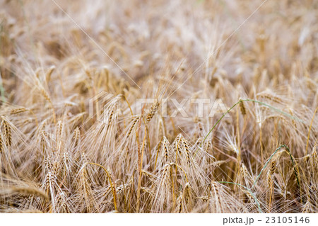 Mature Grain wheat field spike ear head 23105146