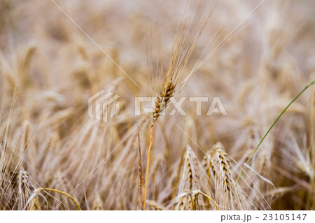 Mature Grain wheat field spike ear head 23105147
