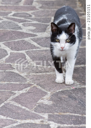 white and black cat ready to attack 23105151