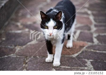 white and black cat ready to attack 23105152