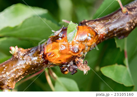 tree natural amber resin detail close up tree natural amber resin detail close up 23105160