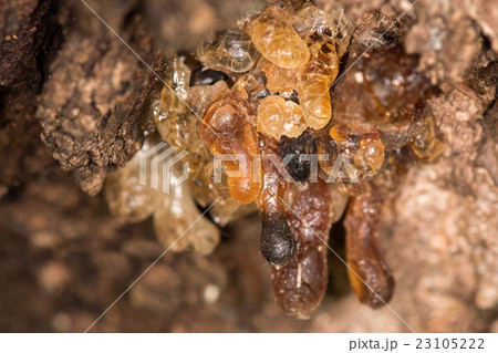 tree natural amber resin detail close up tree natural amber resin detail close up 23105222