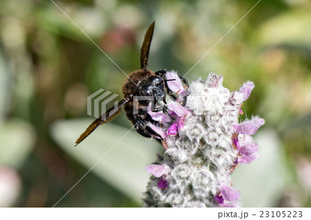 black hornet while sucking pollen from lamb's ear 23105223