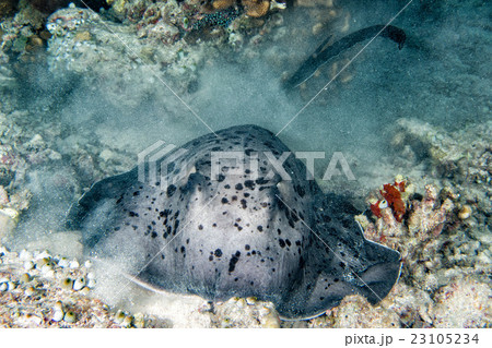 giant blackparsnip stingray fish during night dive 23105234