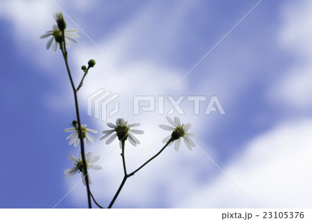 秋の空と菊の花 23105376