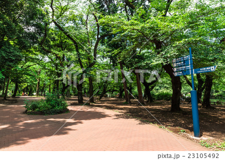 東京　井の頭公園 23105492