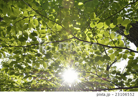 新緑の木漏れ日 23106552