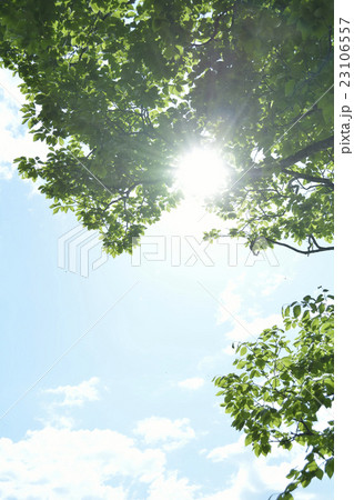 新緑の木漏れ日 23106557