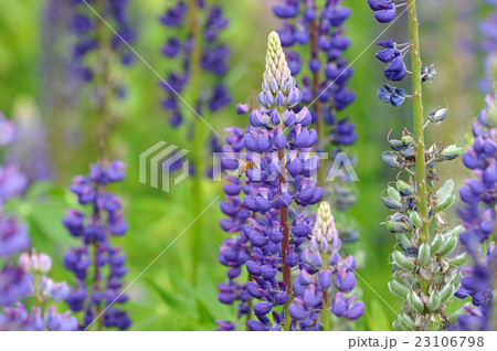 flower Lupin and bee, collecting nectar. flower Lupin and bee, collecting nectar. 23106798