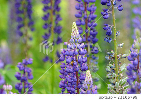 flower Lupin and bee, collecting nectar. flower Lupin and bee, collecting nectar. 23106799
