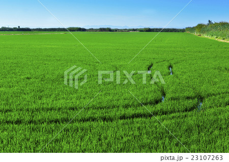 paddy field in the Albufera in Valencia, Spain 23107263