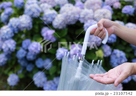 梅雨 雨上がり (アジサイ あじさい 紫陽花 ボディパーツ ボディーパーツ 手 顔無し 顔なし) 梅雨 雨上がり (アジサイ あじさい 紫陽花 ボディパーツ ボディーパーツ 手 顔無し 顔なし) 23107542