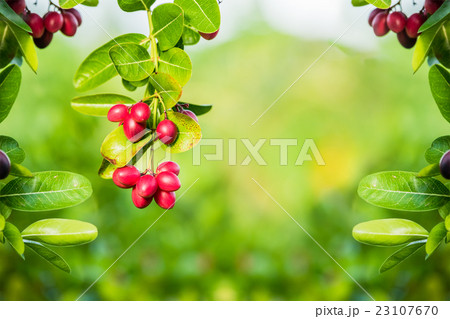 Fresh berries on abstract green background 23107670