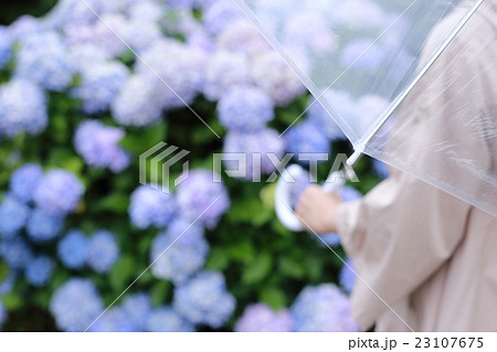 梅雨 背中 (アジサイ あじさい 紫陽花 ボディパーツ ボディーパーツ 手 顔無し 顔なし) 23107675