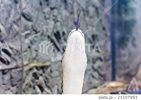 Photo of vertical snake head with put out tongue Photo of vertical snake head with put out tongue 23107993