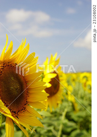 満開のひまわり_ポートレイト 23108002