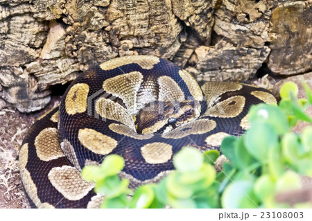 Photo of python snake in green 23108003