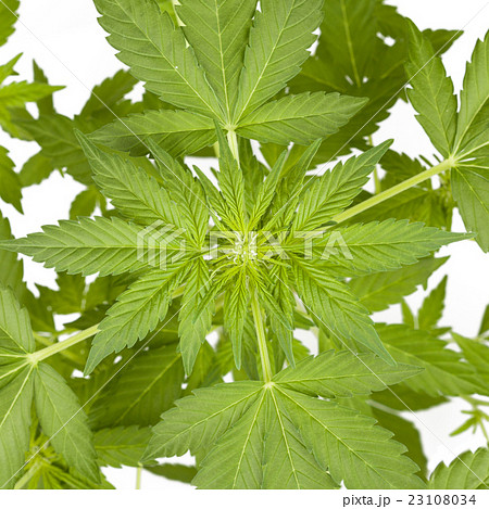 Marijuana plant isolated Marijuana plant isolated 23108034
