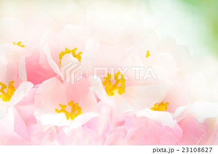 木立性ベゴニア 23108627