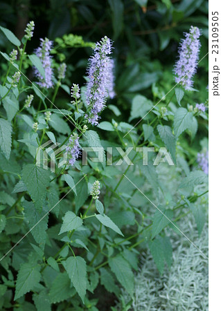 茴香牛膝草花語是 富有同情心 照片素材 圖片 圖庫