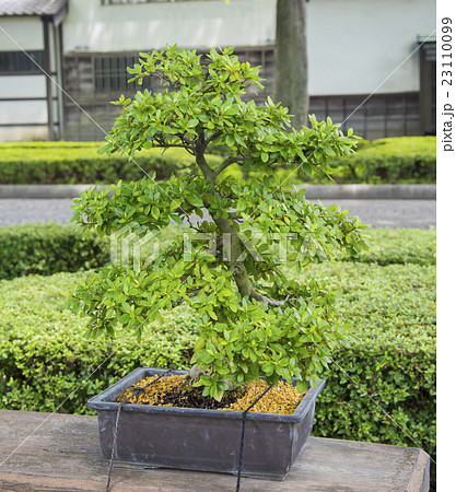 日本の植物の芸術「盆栽」 23110099