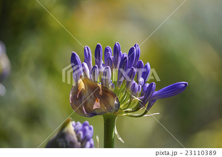 薄紫色のアガパンサスの蕾 23110389