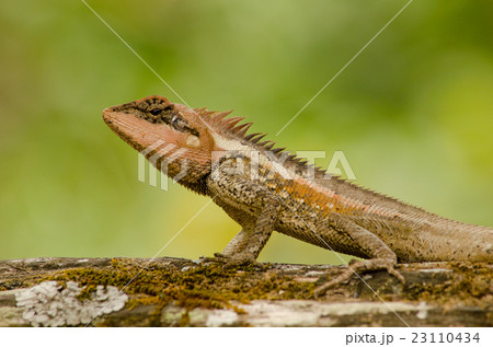 orangr spiny lizard 23110434