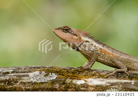 orangr spiny lizard 23110435