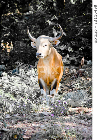 Male Banteng 23110499