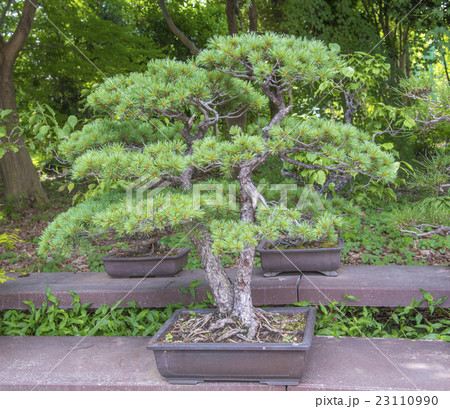 日本の植物の芸術「盆栽」（五葉松）の写真素材 [23110990] - PIXTA