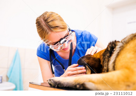 Veterinarian examining German Shepherd dog with Veterinarian examining German Shepherd dog with 23111012