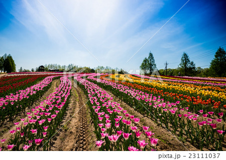 世羅高原 チューリップの写真素材