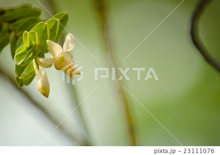 Dendrobium ellipsophyllum is beautiful flower Dendrobium ellipsophyllum is beautiful flower 23111076