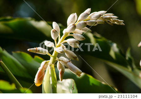 .They grow from thick rhizomes 23111104