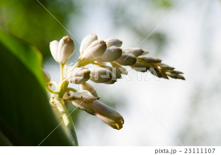 These herbs lack true stems. These herbs lack true stems. 23111107