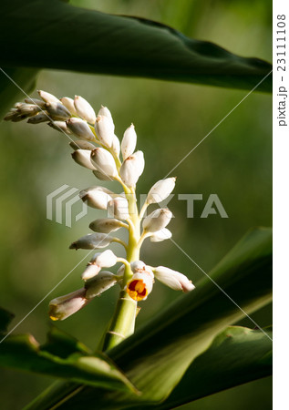 These herbs lack true stems. These herbs lack true stems. 23111108