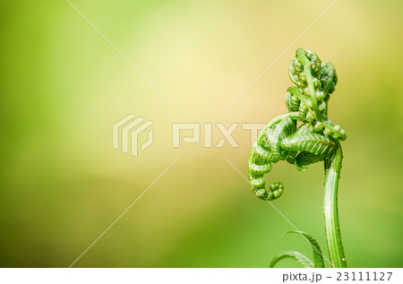 green leaf background and  blue sky . 23111127