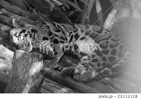 clouded leopard 23111128