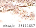 春色さくら 23111637